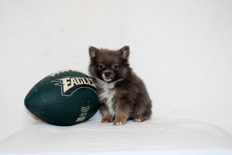 puppy, for, sale, Pomeranian, Matthew B. Stoltzfus, dog, breeder, Gap, PA, dog-breeder, puppy-for-sale, forsale, nearby, find, puppyfind, locator, puppylocator, aca